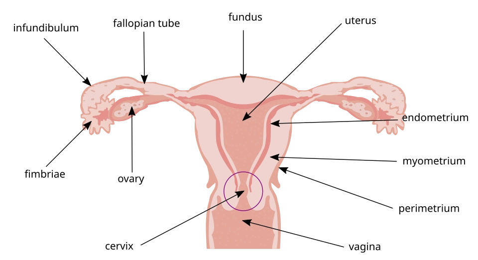 Diagram of Uterus