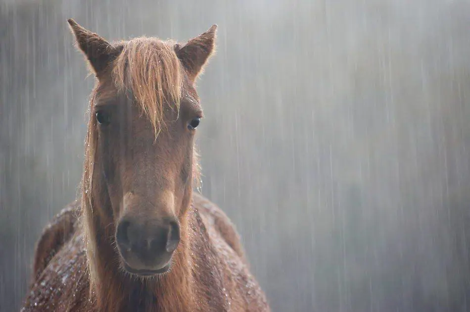 Image of a horse standing in the rain, while horse doesn't really have any face expression you can feel deep sadness within