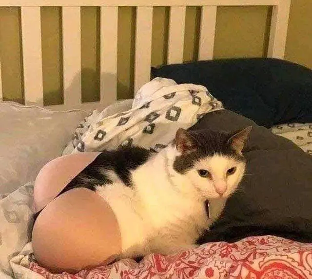 cat with a bra